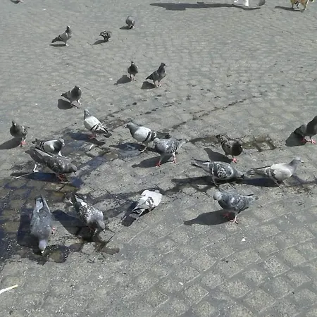 Appartamento San Gaetano 23 *